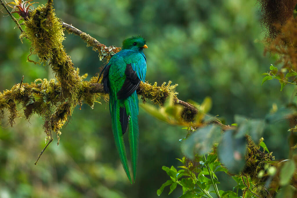 los-quetzales-national-park-a-verdant-sanctuary-in-costa-rica-lac-geo